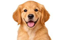 Dogs