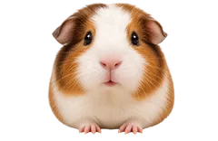 Guinea Pigs