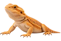 Reptiles